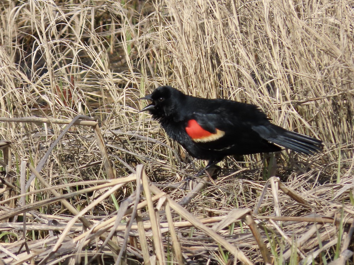 Red-winged Blackbird - ML618173414