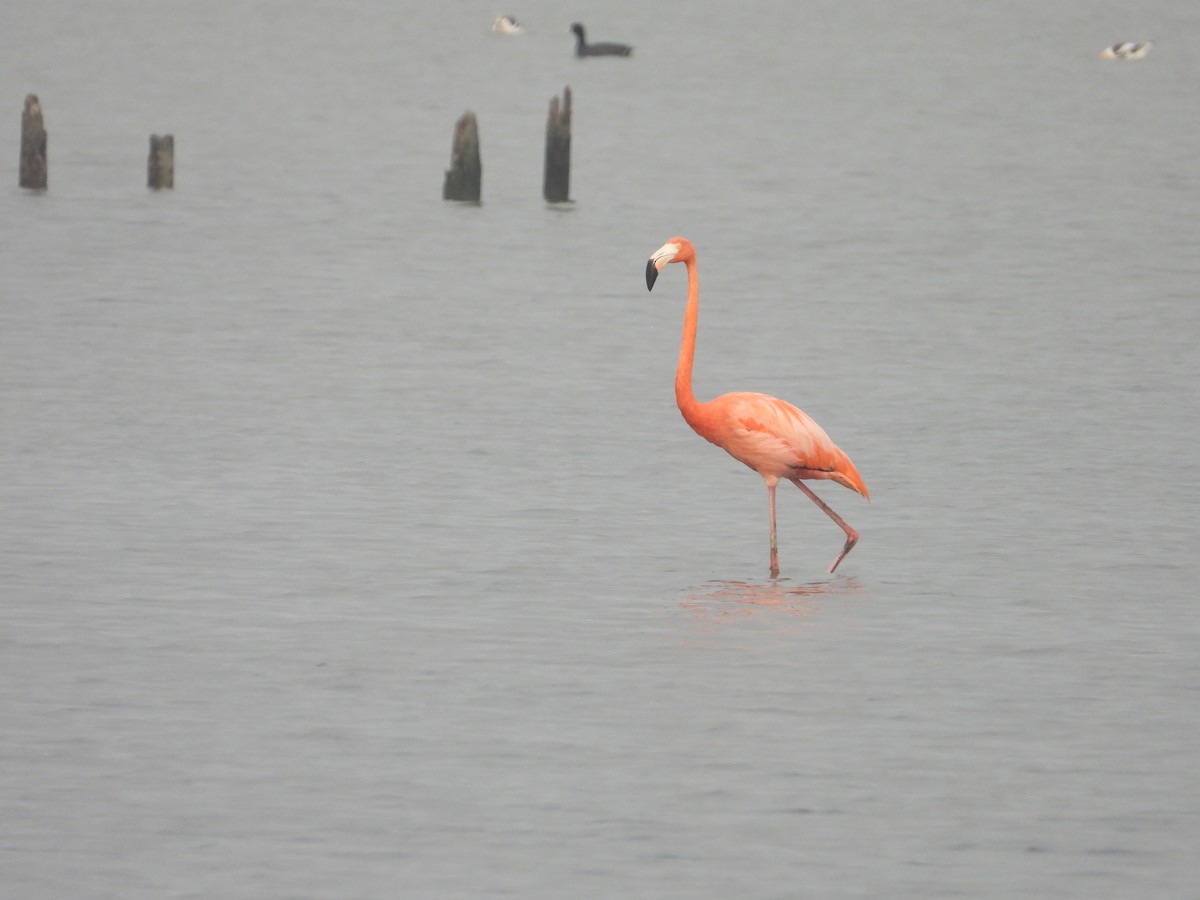 American Flamingo - ML618173429