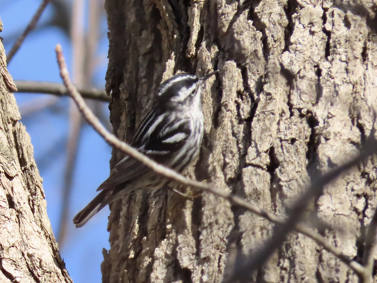 Black-and-white Warbler - ML618173431