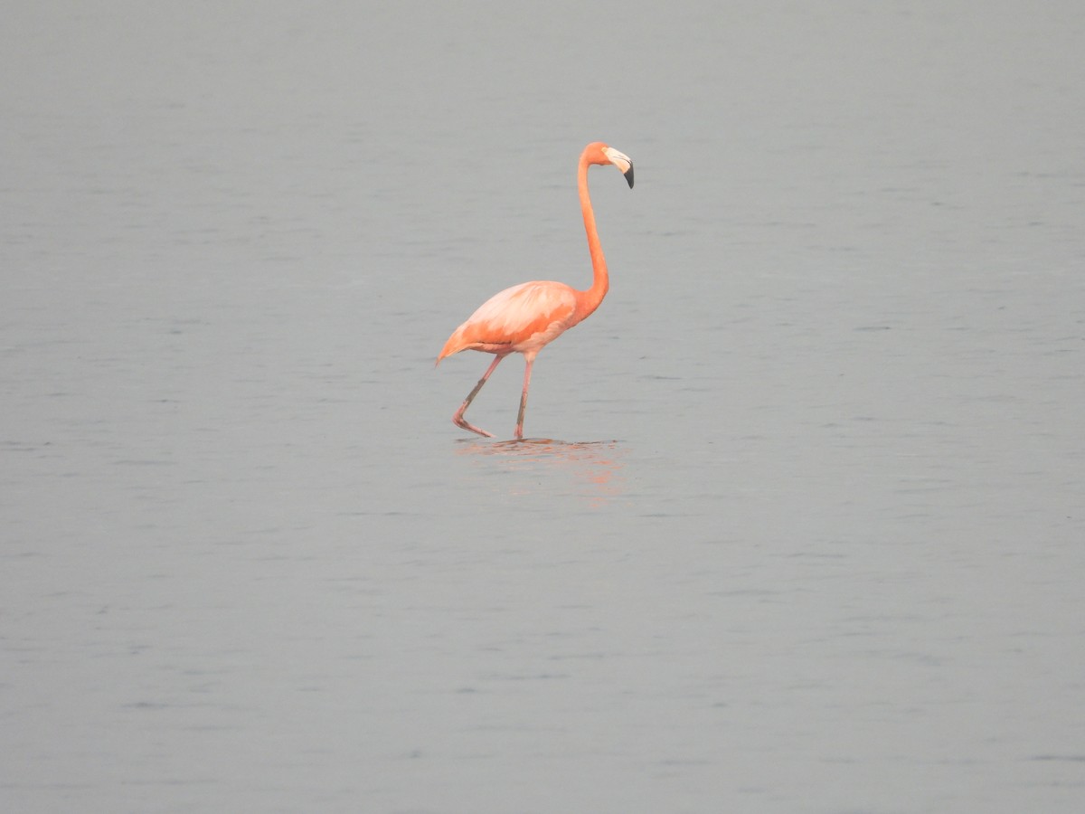 American Flamingo - ML618173434