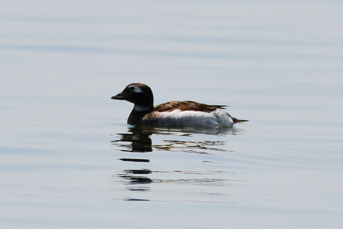 Long-tailed Duck - ML618173444