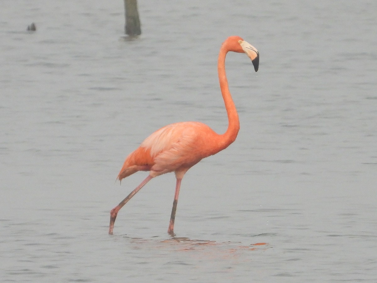 American Flamingo - ML618173461