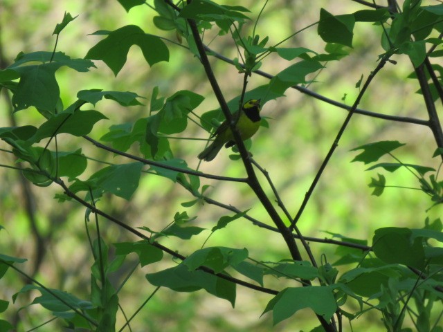 Hooded Warbler - ML618173468