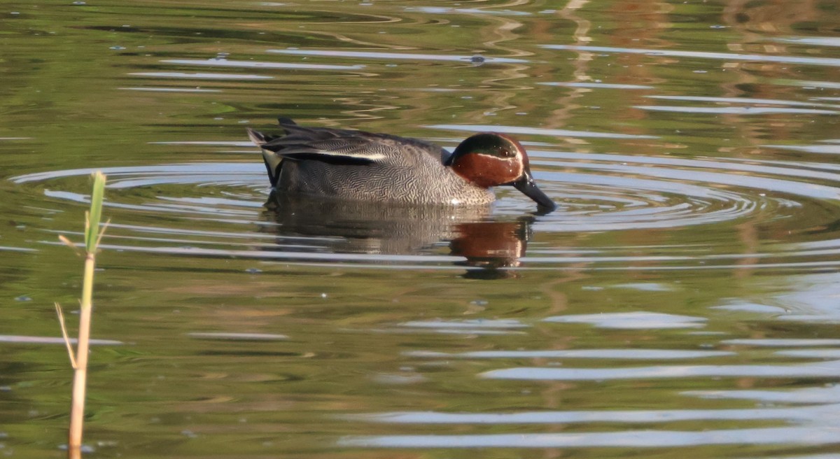 Green-winged Teal - ML618173487