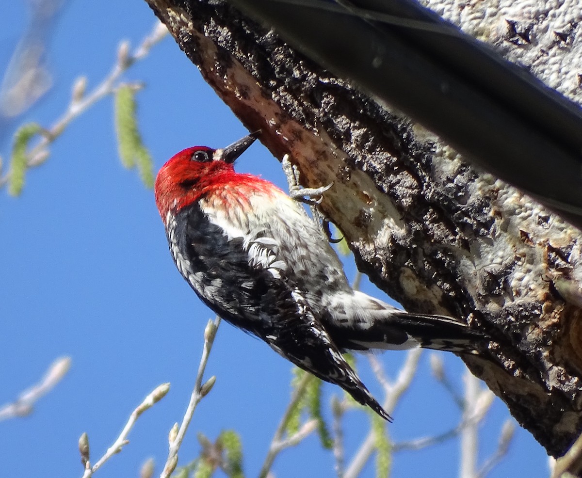 Red-breasted Sapsucker - ML618173518