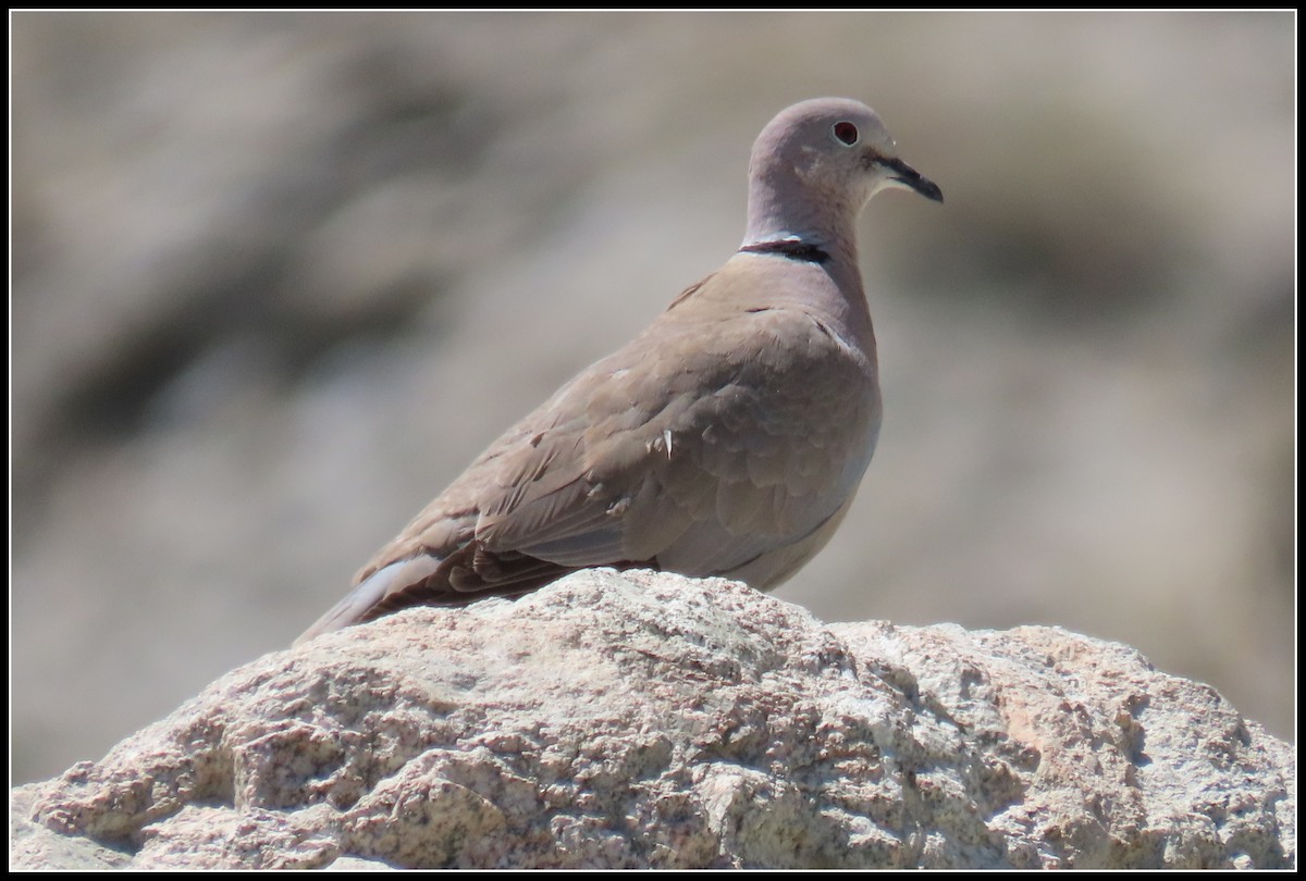 Eurasian Collared-Dove - ML618173529
