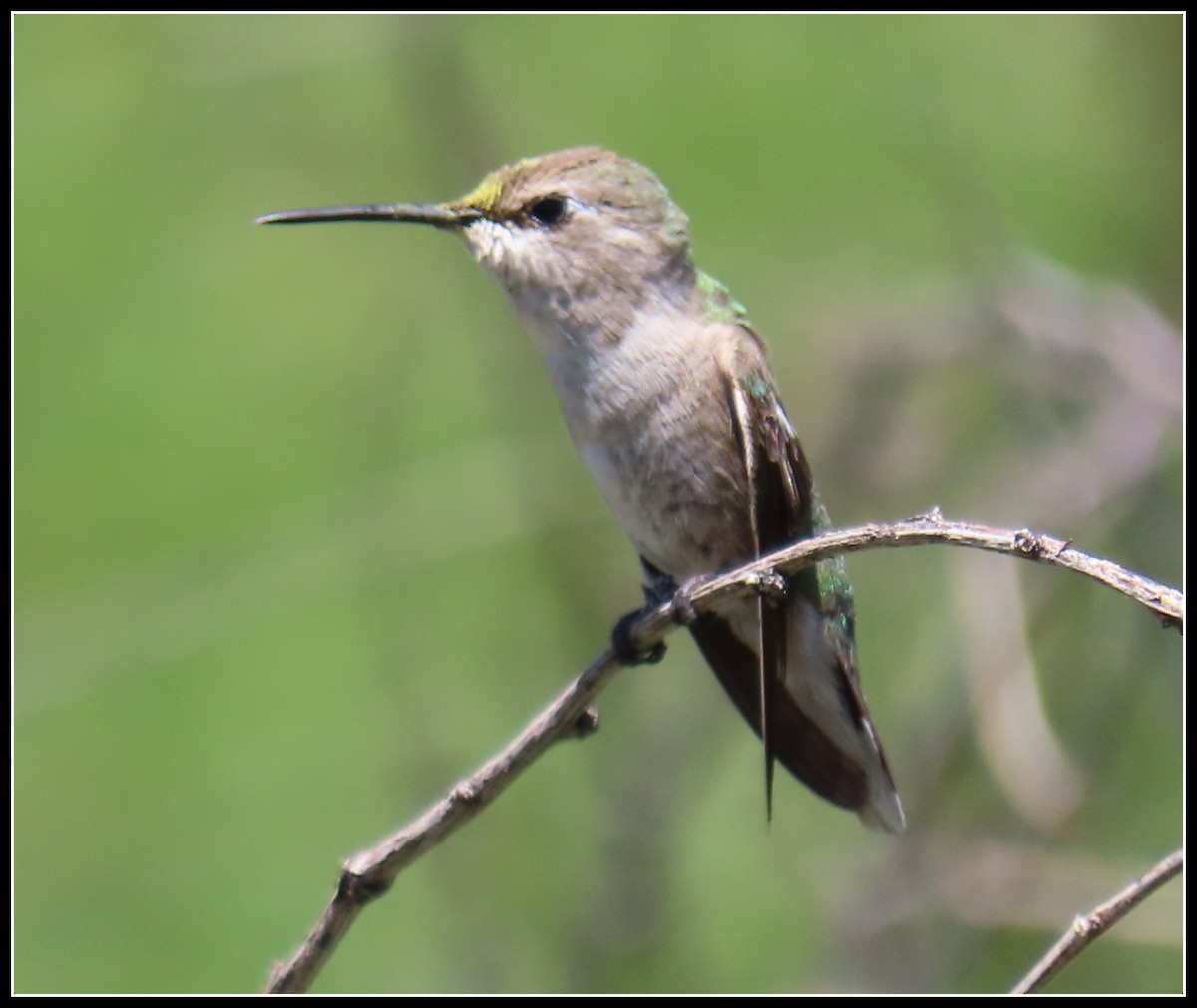 Costa's Hummingbird - ML618173542