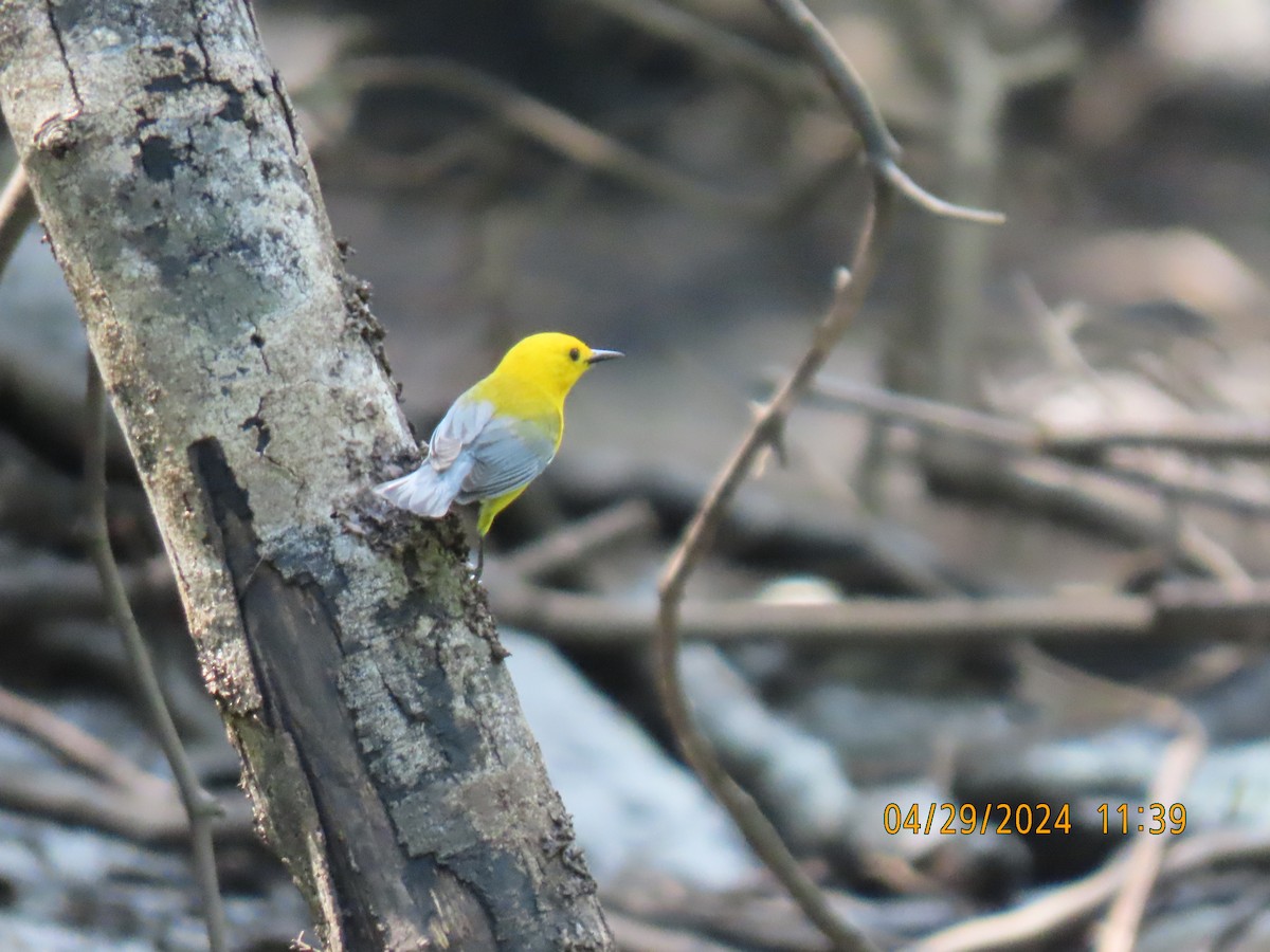 Prothonotary Warbler - ML618173553