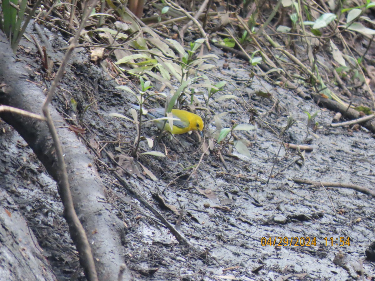 Prothonotary Warbler - ML618173590