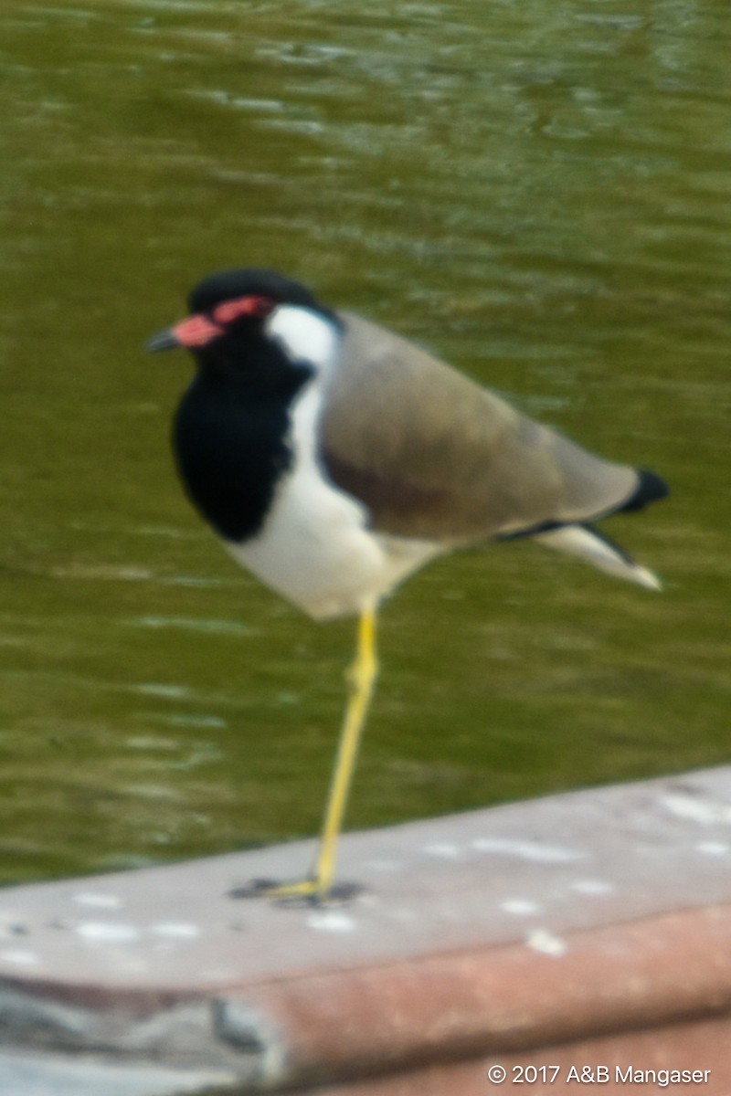 Red-wattled Lapwing - Bernadette and Amante Mangaser