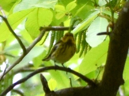 Cape May Warbler - ML618173610