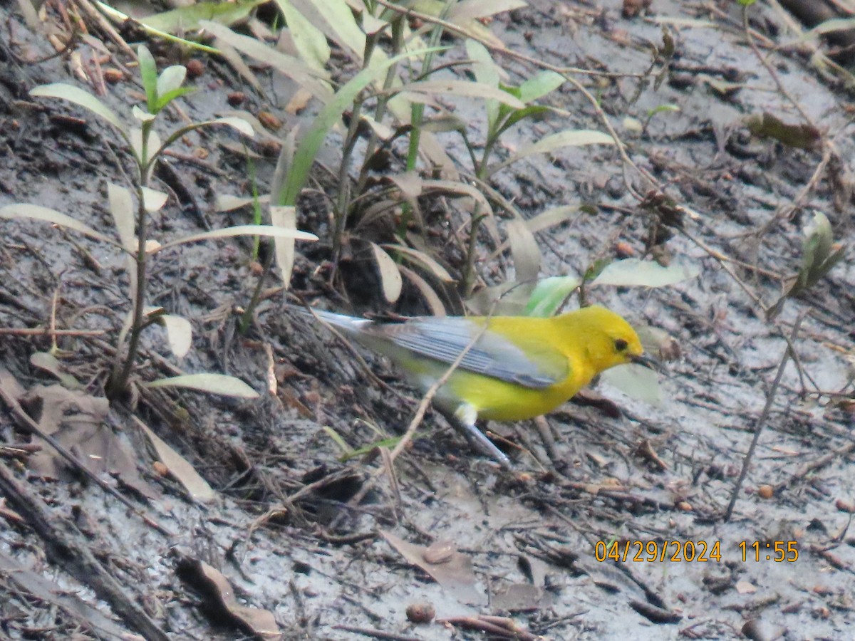 Prothonotary Warbler - ML618173611
