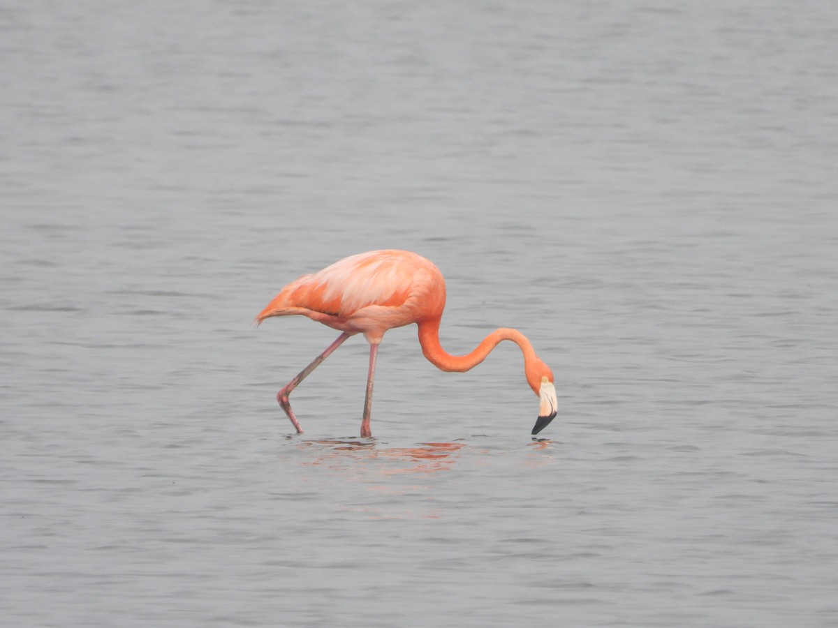American Flamingo - ML618173637