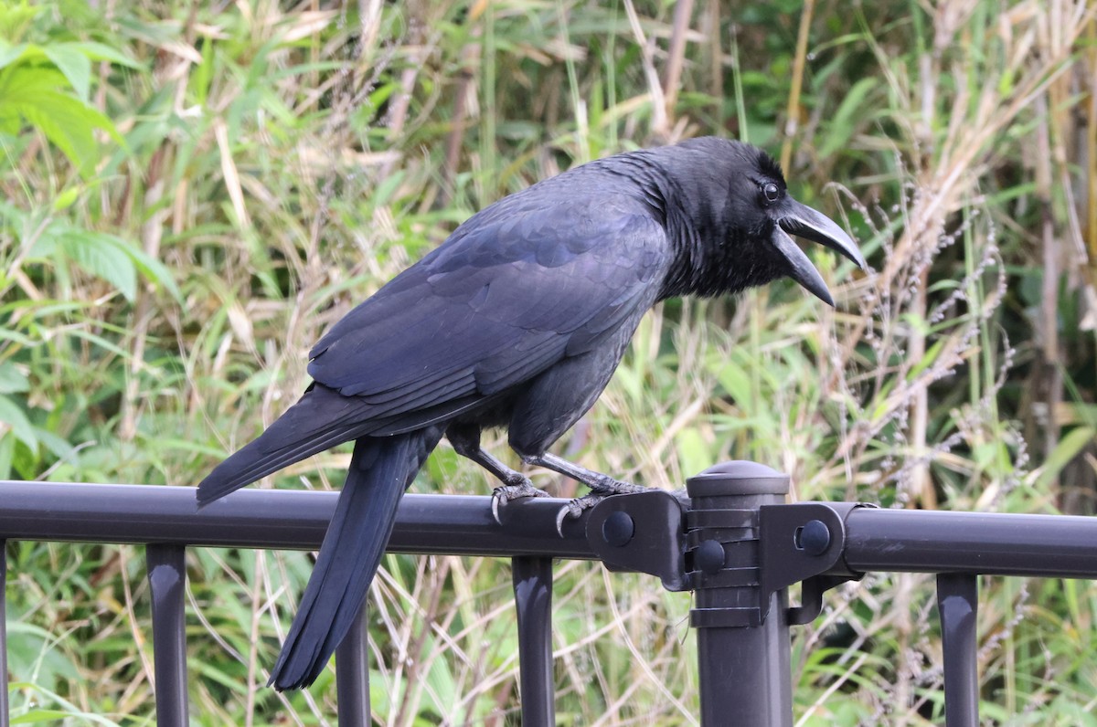 Large-billed Crow - ML618173638
