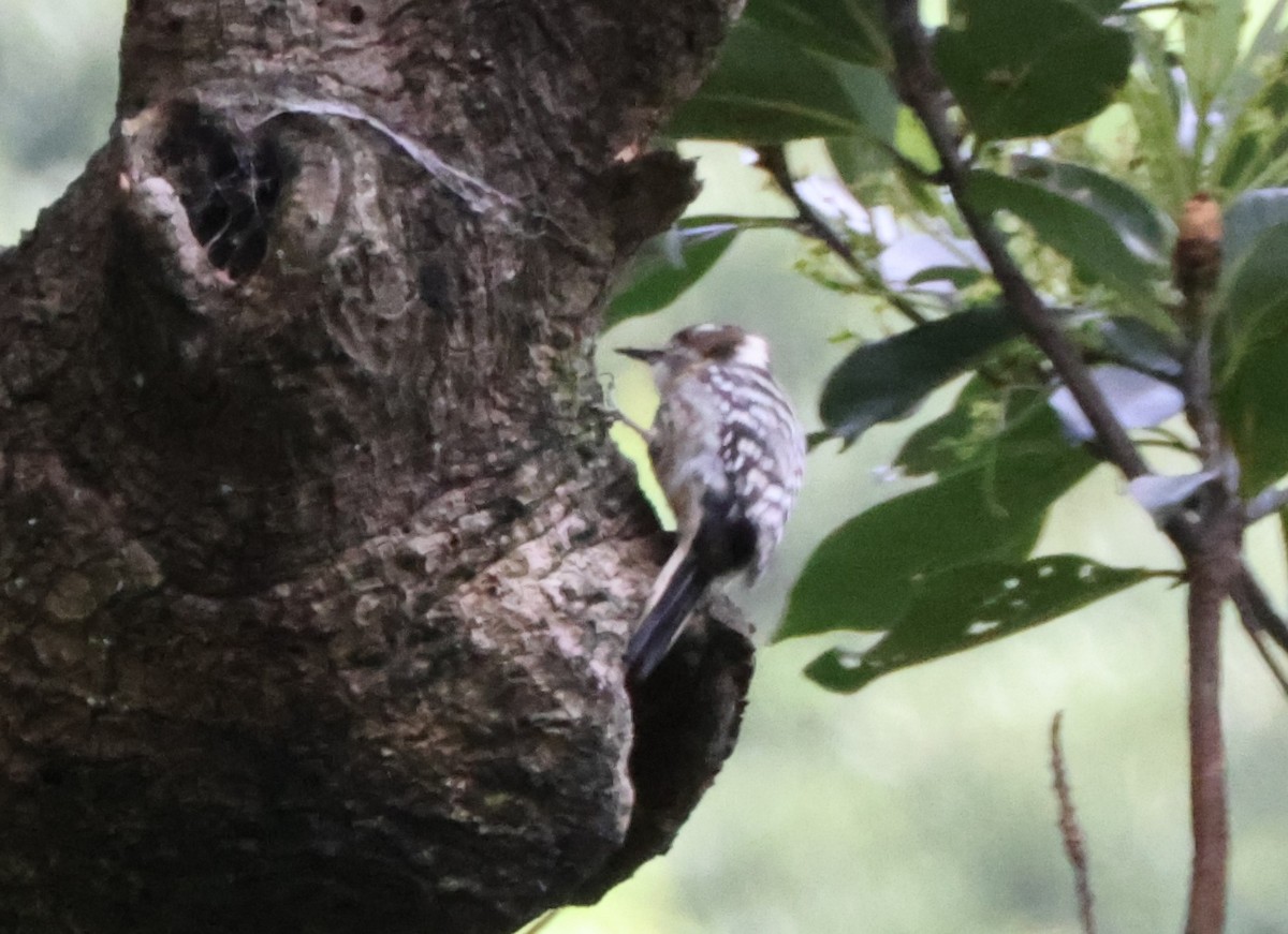 Japanese Pygmy Woodpecker - ML618173647
