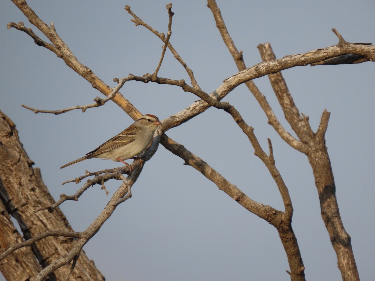 Chipping Sparrow - ML618173651