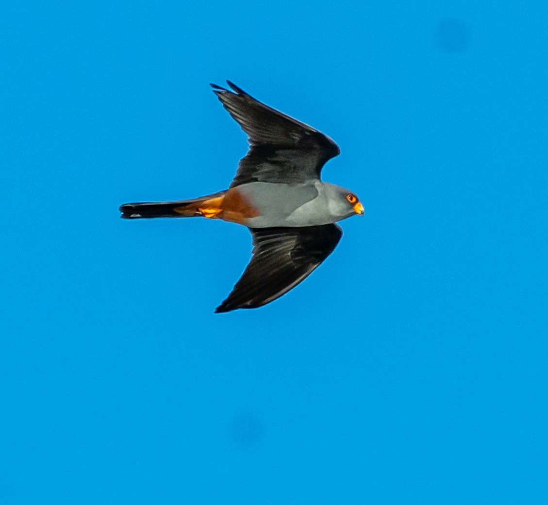 Red-footed Falcon - Boris Okanović