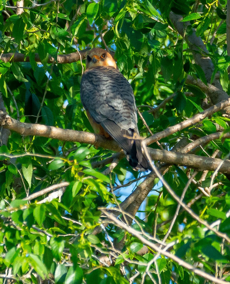 Red-footed Falcon - ML618173708