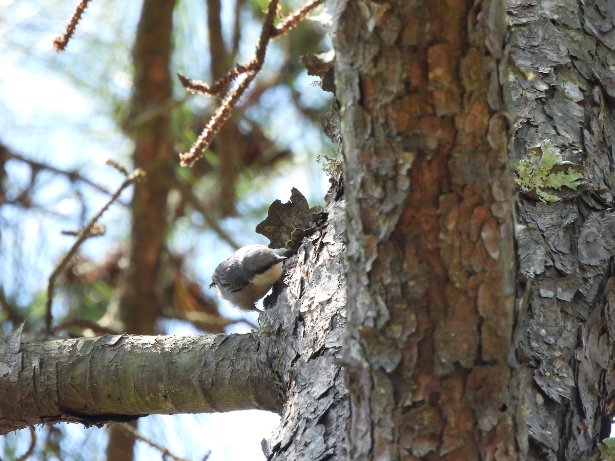 Brown-headed Nuthatch - ML618173764