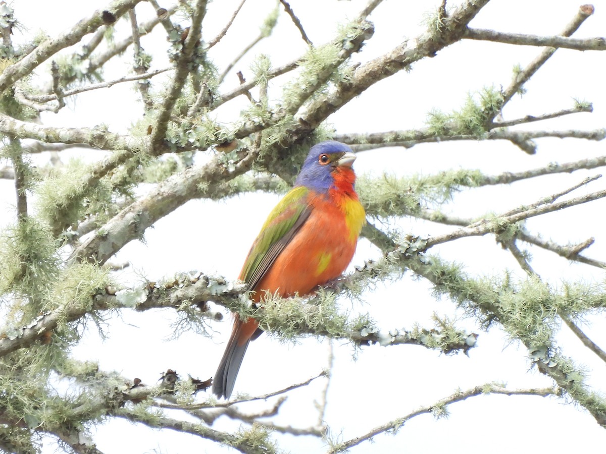 Painted Bunting - ML618173776