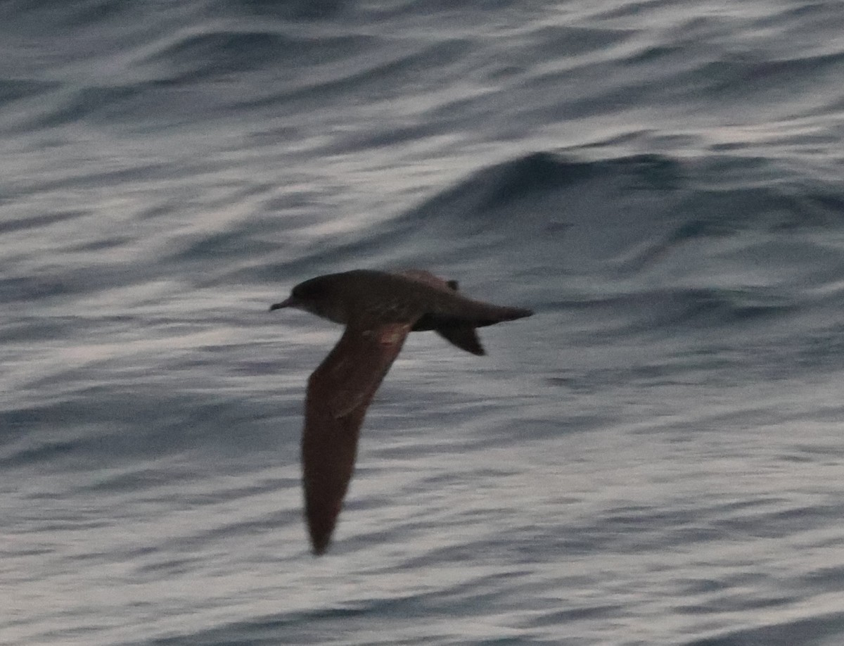 Flesh-footed Shearwater - ML618173812