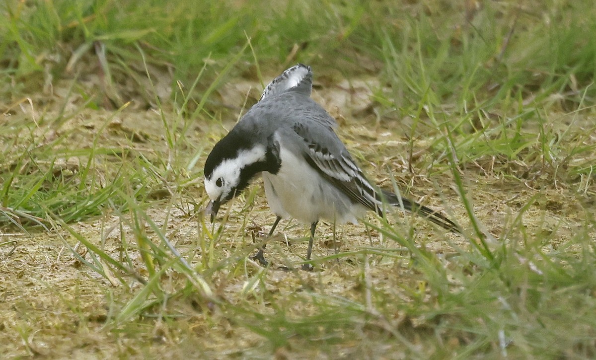 White Wagtail (White-faced) - Paul Chapman