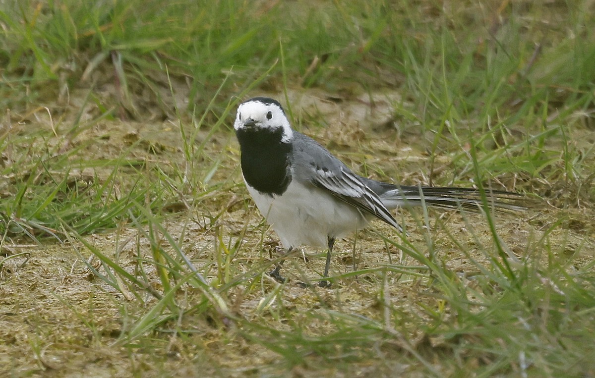 White Wagtail (White-faced) - ML618173820