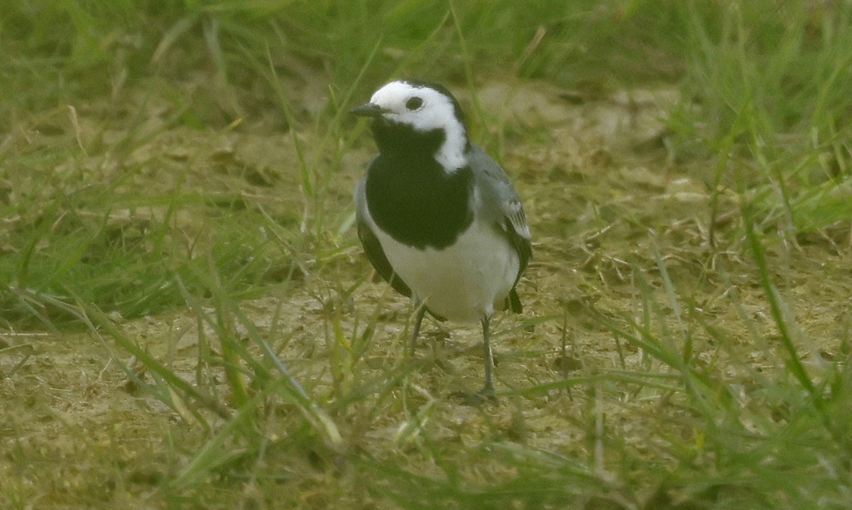 White Wagtail (White-faced) - ML618173825