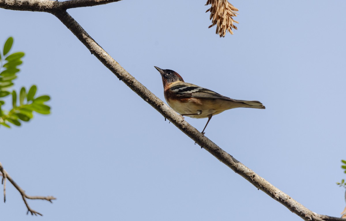 Bay-breasted Warbler - ML618173827