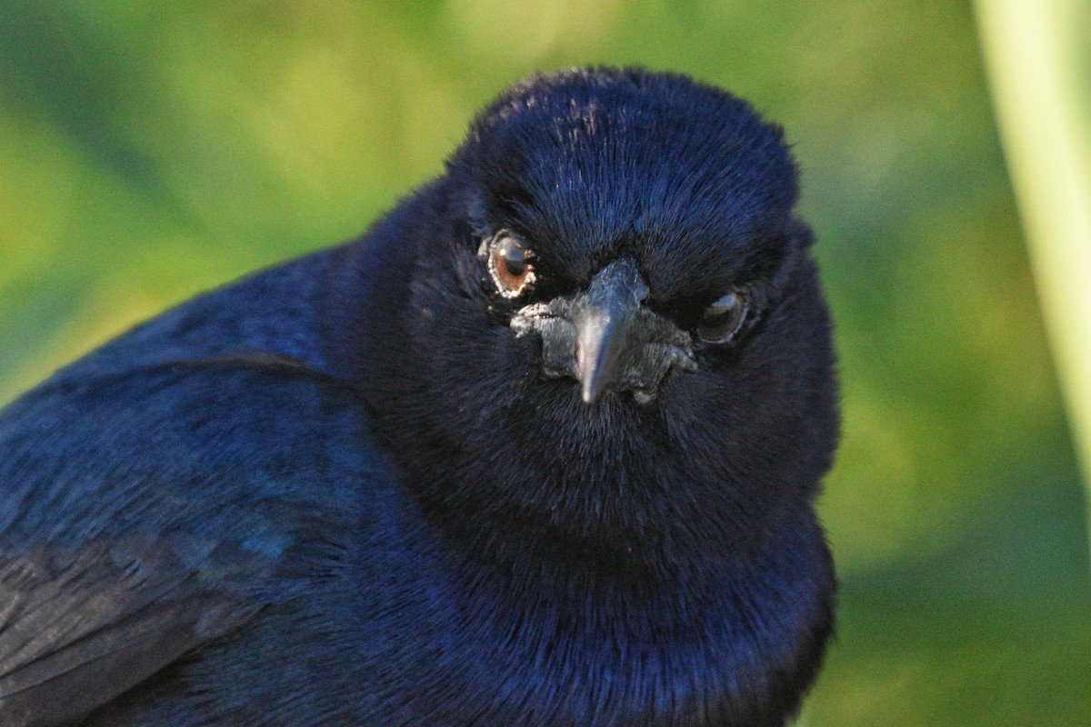 Boat-tailed Grackle - ML618173910