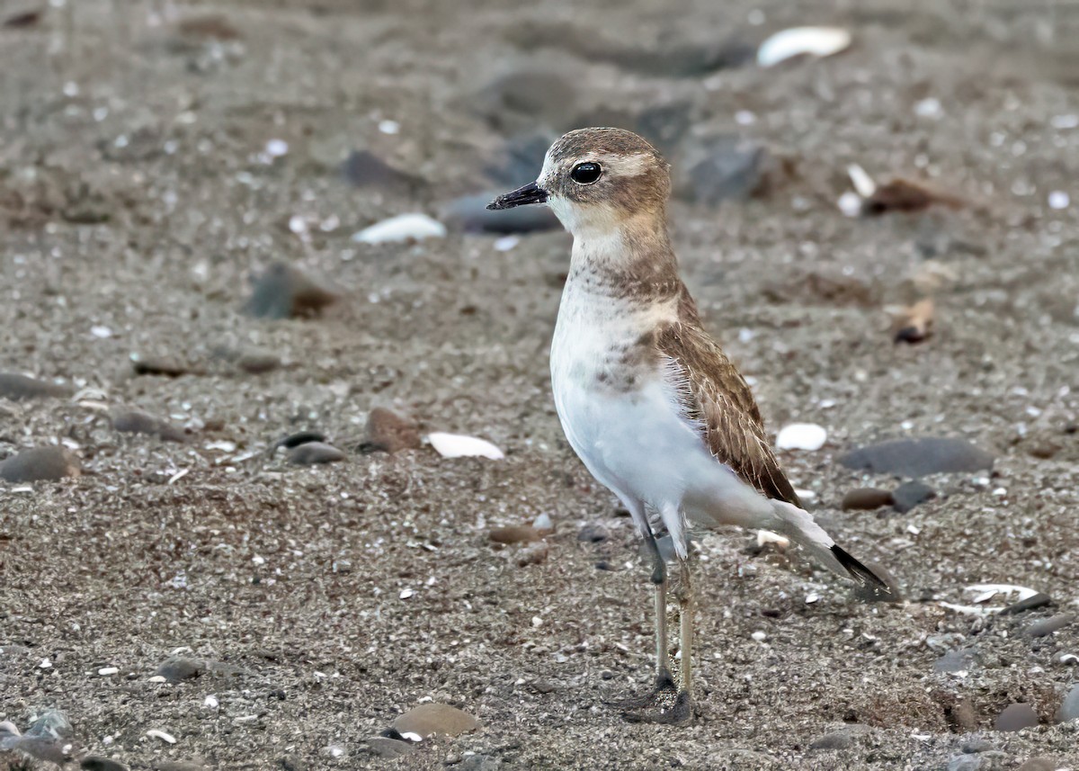 Double-banded Plover - ML618173913
