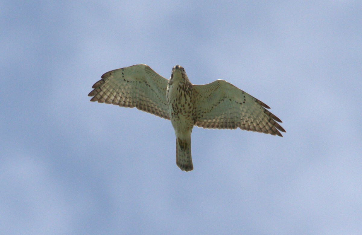 Broad-winged Hawk - ML618173936