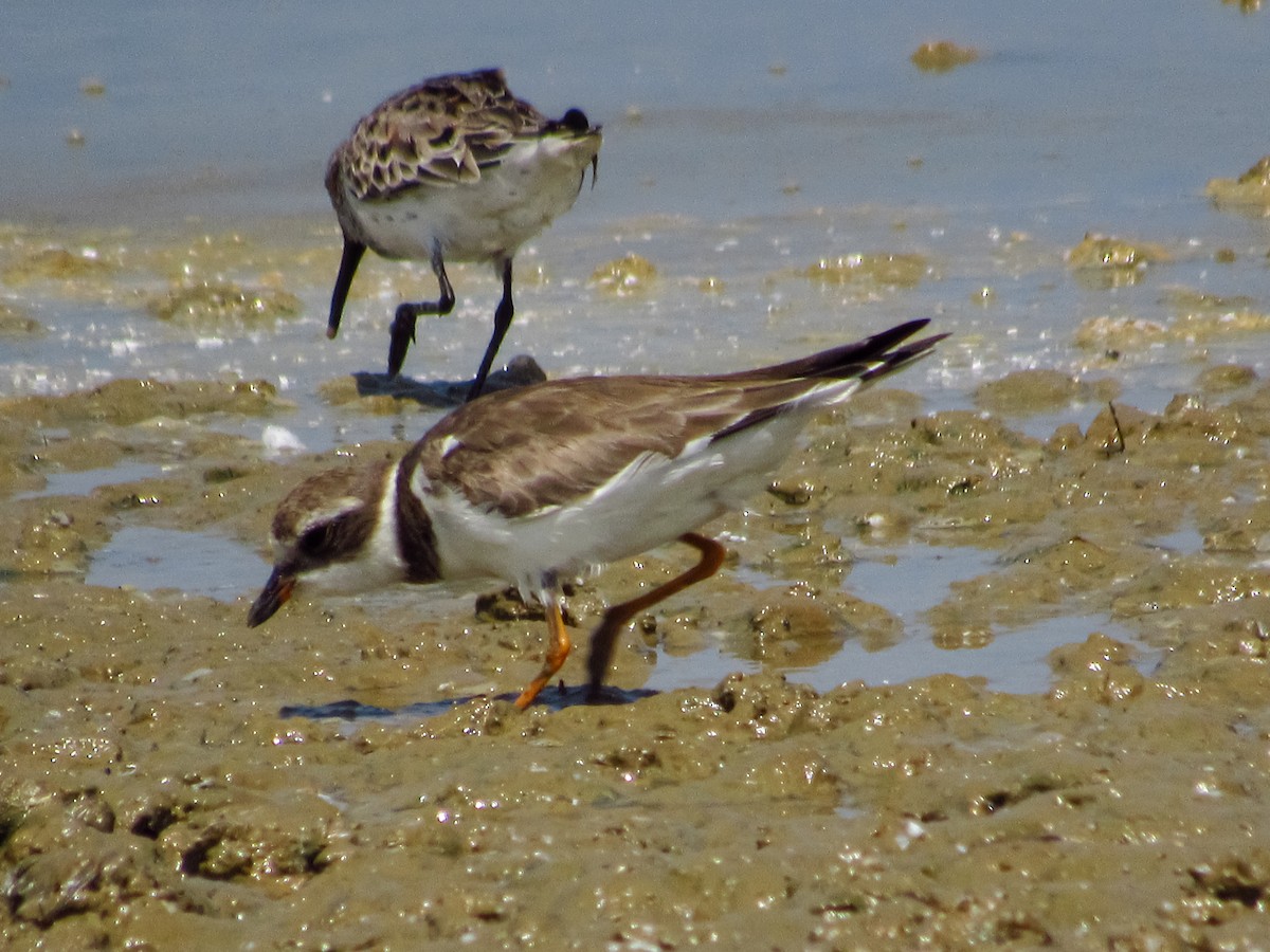 Semipalmated Plover - ML618173937