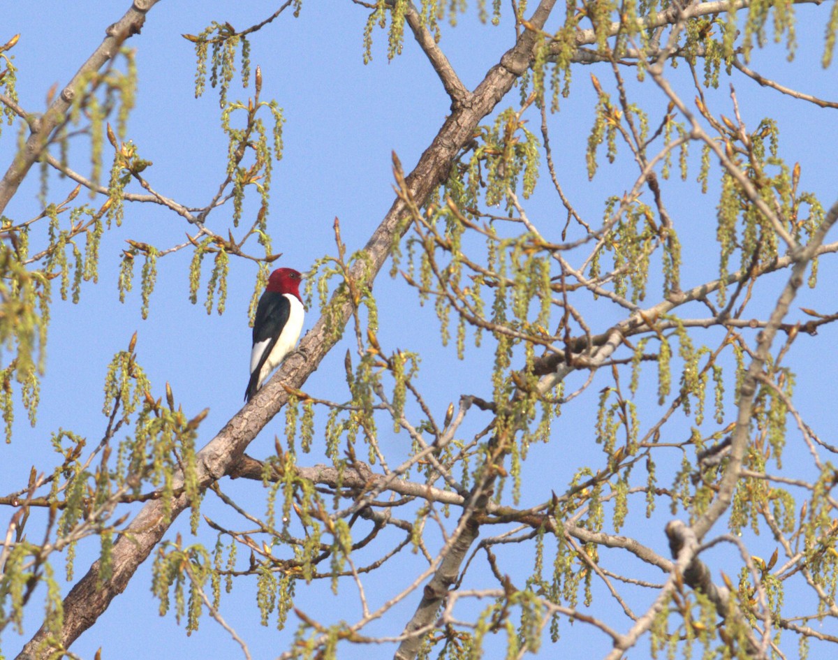 Red-headed Woodpecker - J B