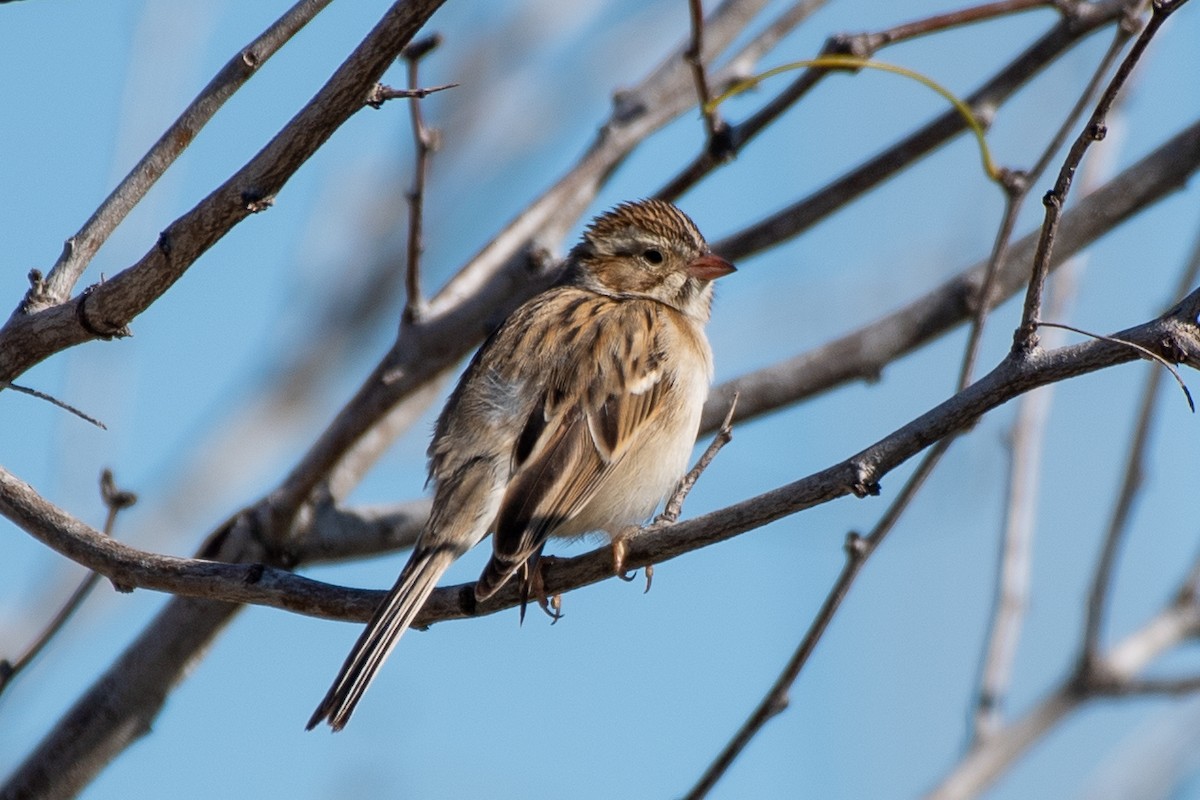 Clay-colored Sparrow - ML618173958