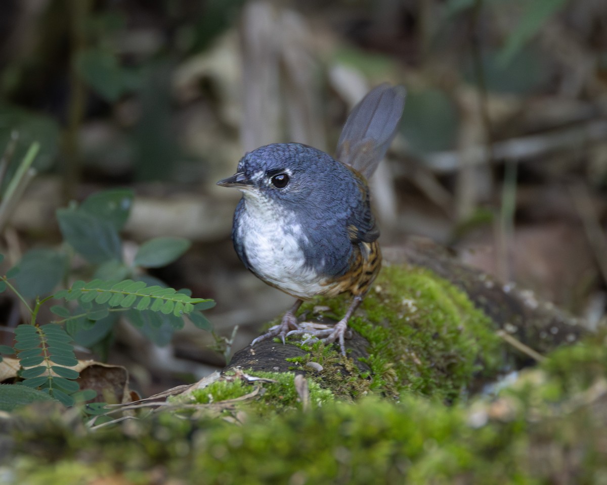 White-breasted Tapaculo - ML618173976