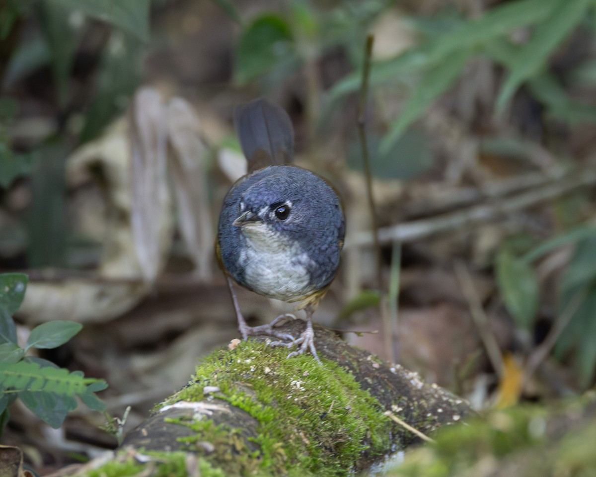 White-breasted Tapaculo - ML618173978