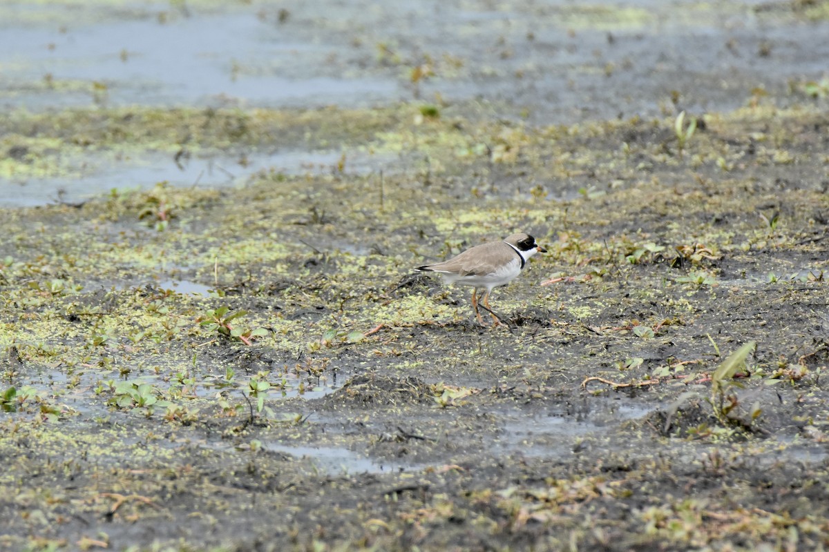 Semipalmated Plover - ML618173984