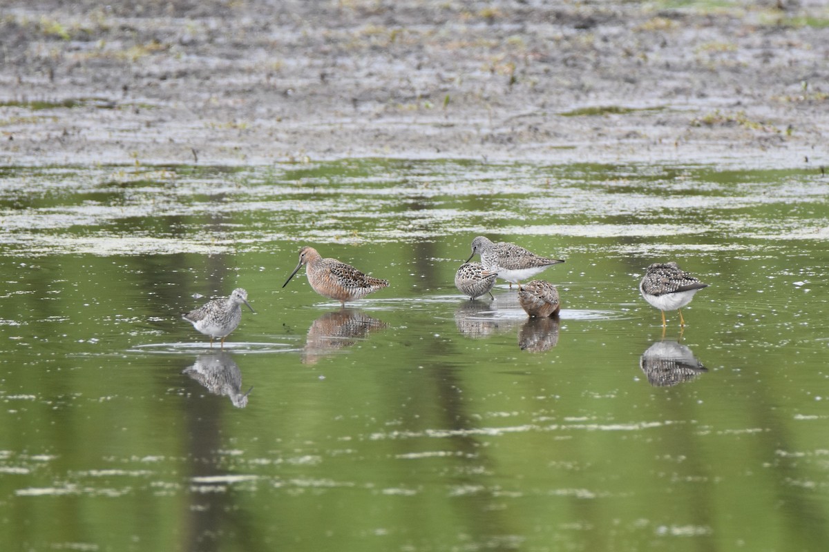 Long-billed Dowitcher - ML618174024
