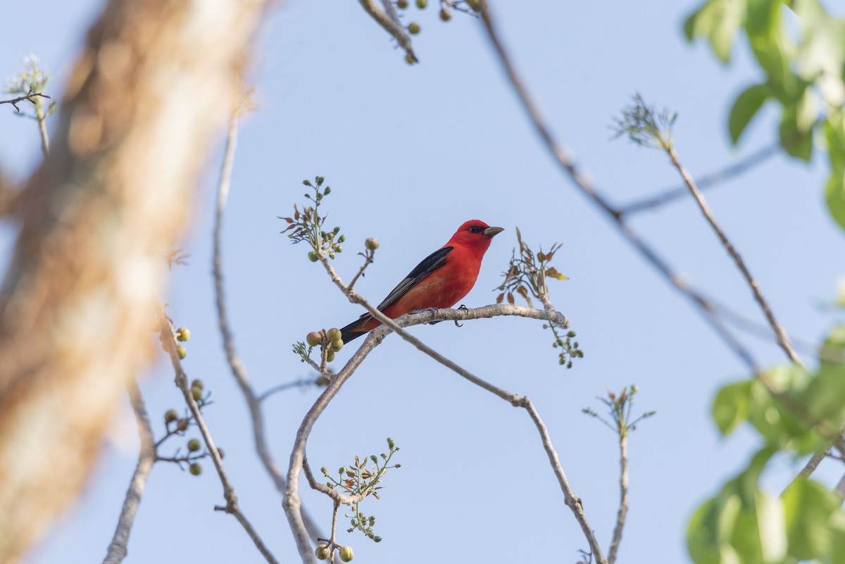 Scarlet Tanager - ML618174031