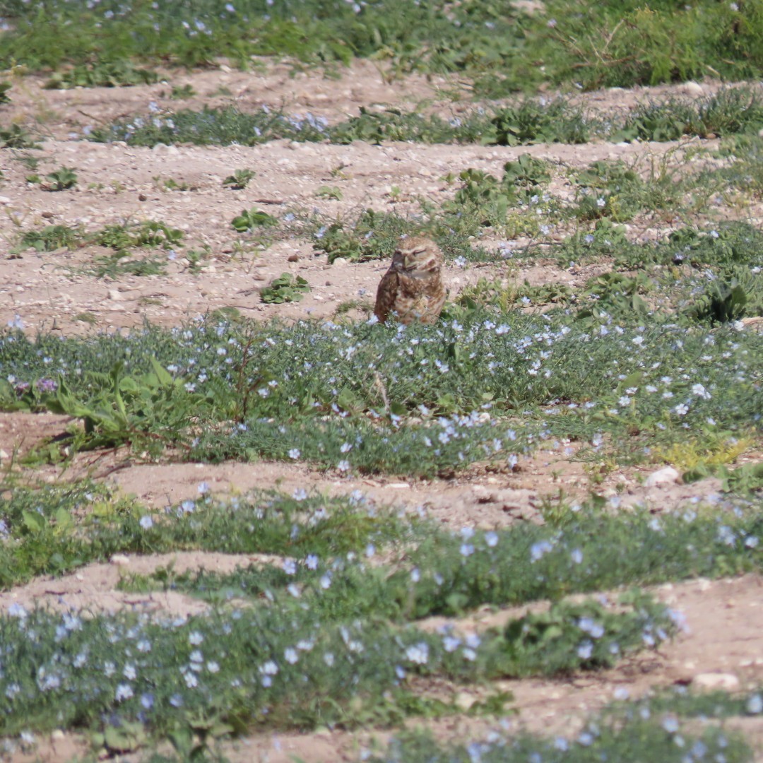 Burrowing Owl - ML618174044
