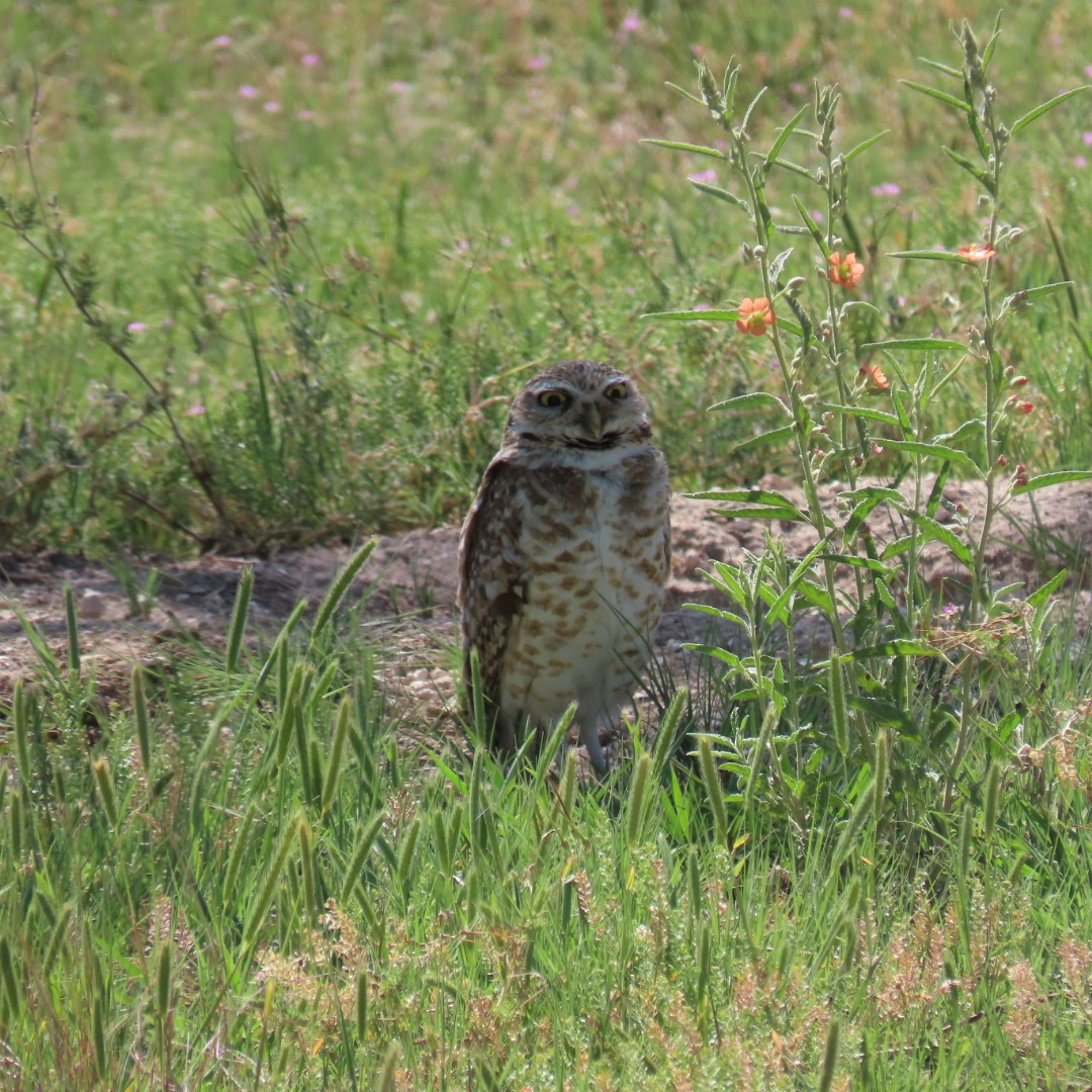 Burrowing Owl - ML618174045