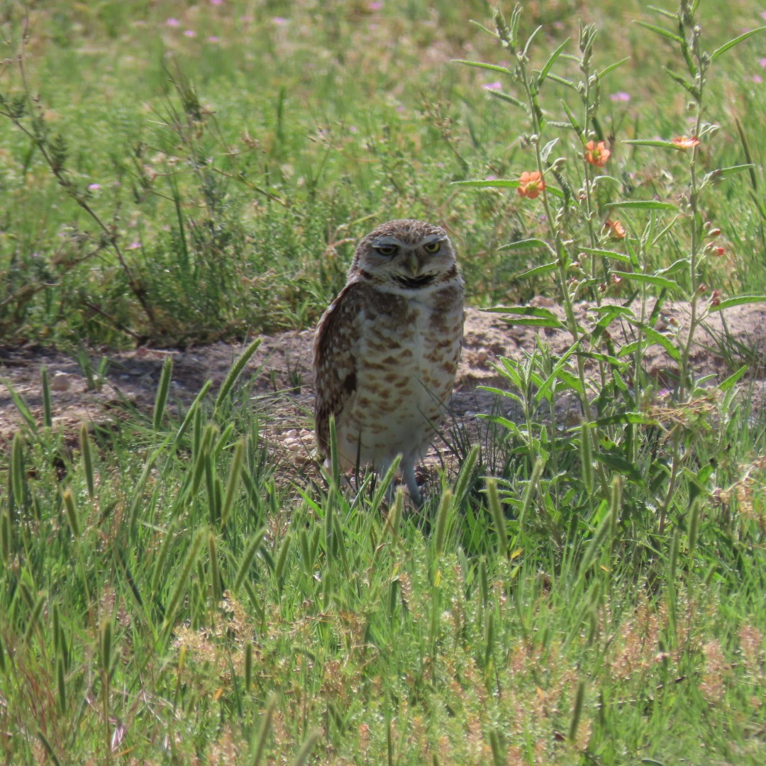 Burrowing Owl - ML618174047