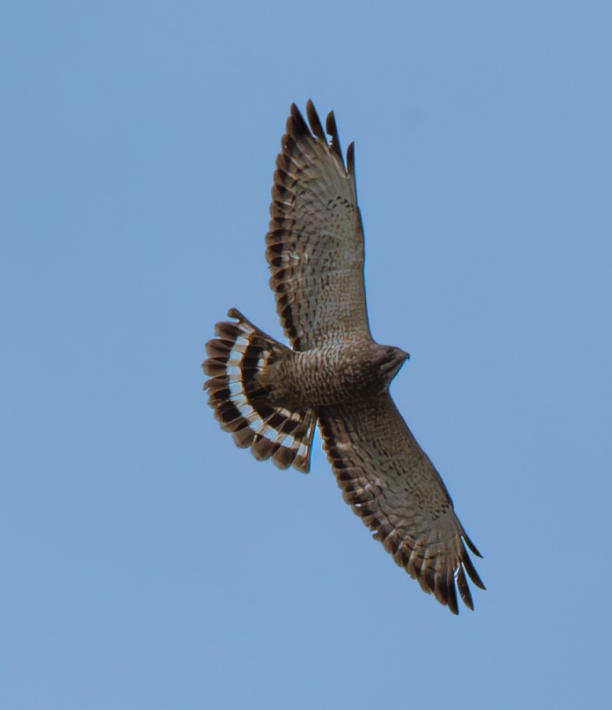 Broad-winged Hawk - Carmen Gumina