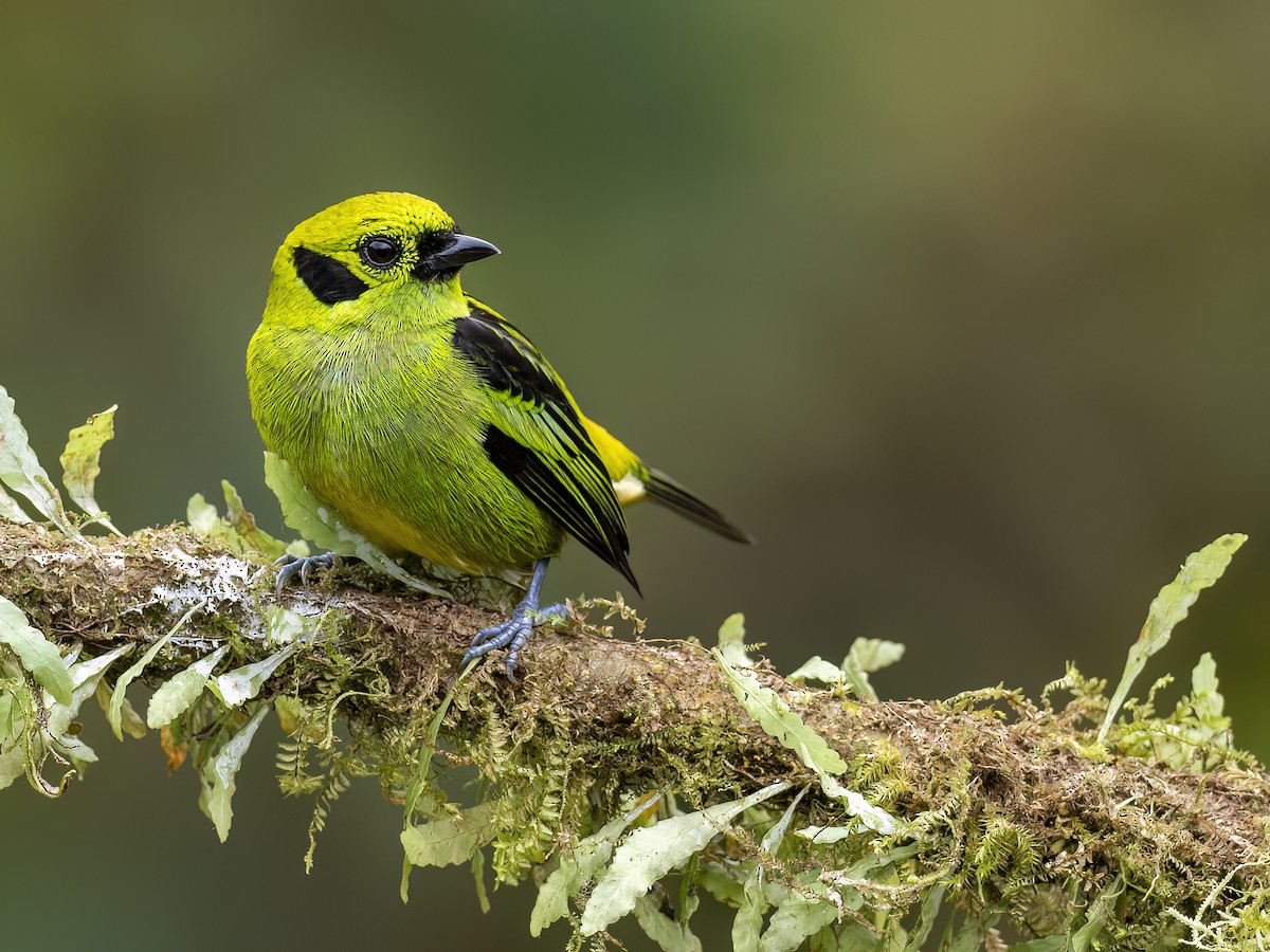 Emerald Tanager - ML618174062