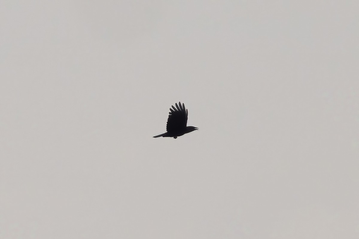 Corvus sp. (crow sp.) - ML618174083
