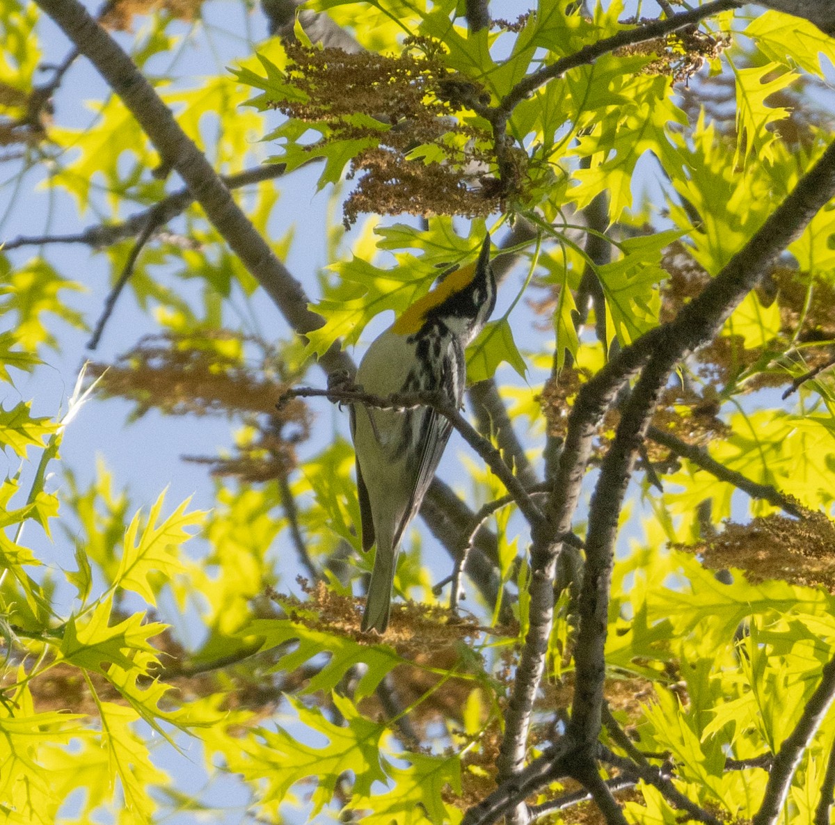 Yellow-throated Warbler - ML618174119