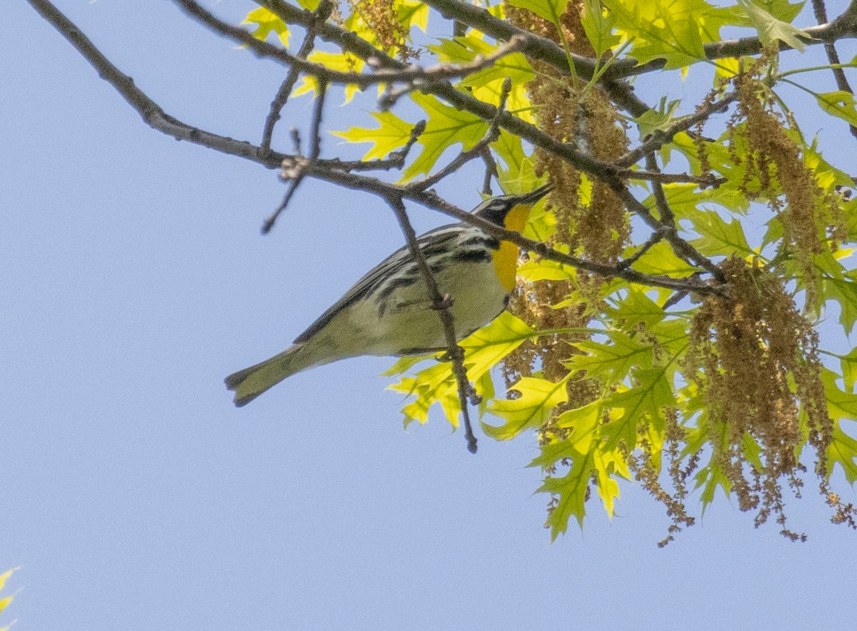 Yellow-throated Warbler - MCHL ____