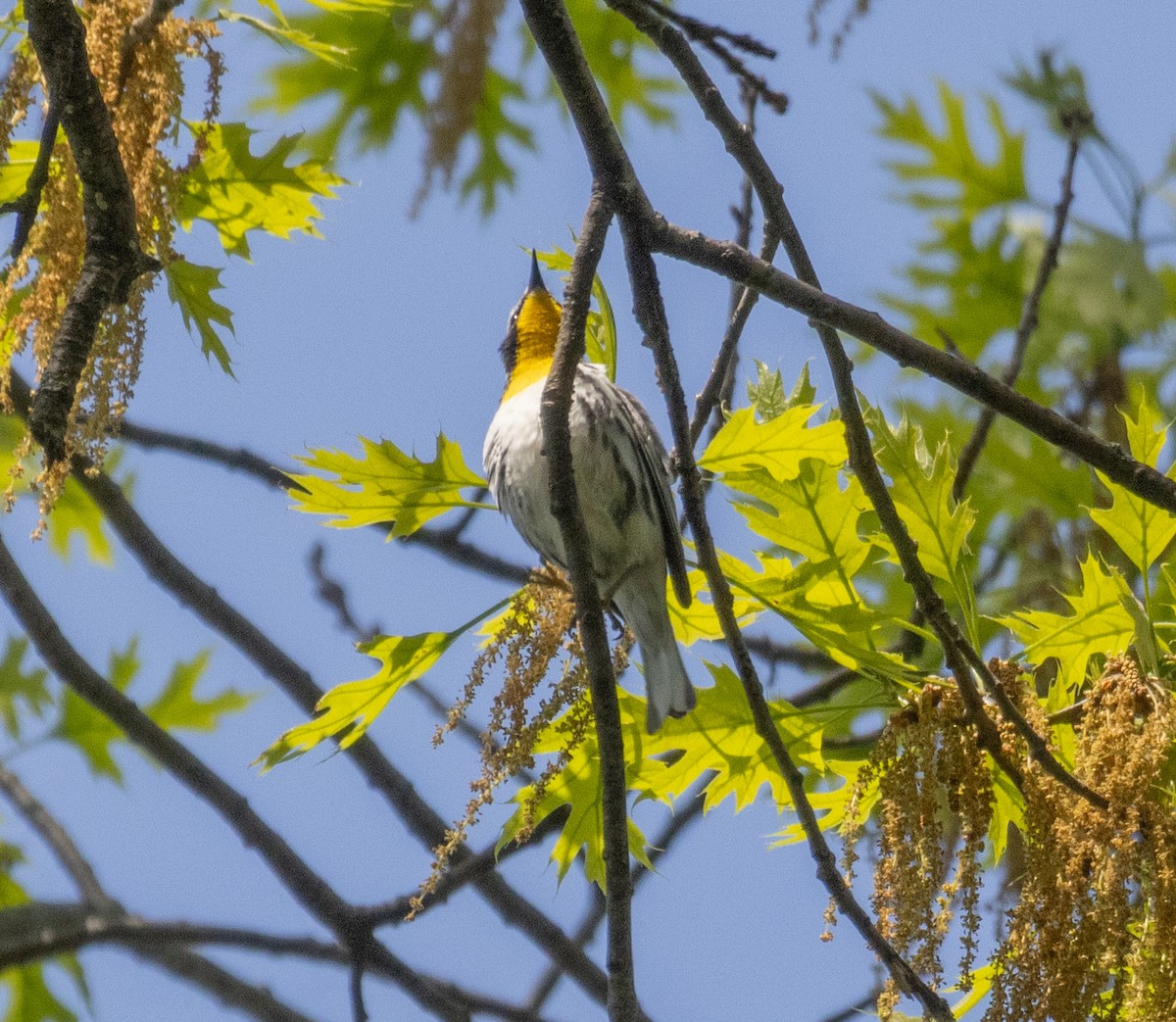 Yellow-throated Warbler - ML618174121