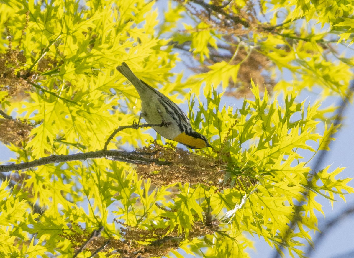 Yellow-throated Warbler - ML618174122